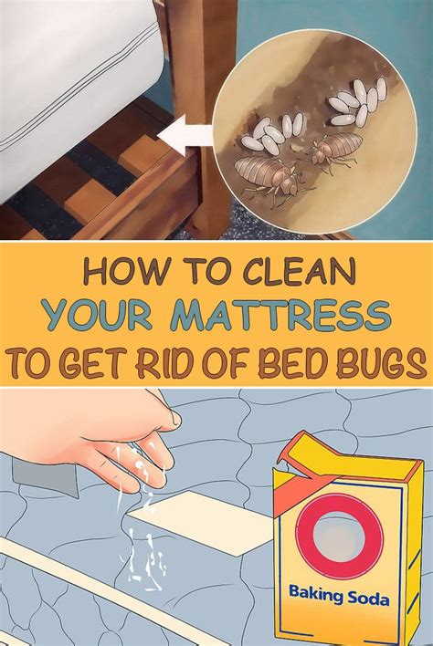 treatment for bed bugs bloomingdale|How to Get Rid of Bedbugs: A Step.